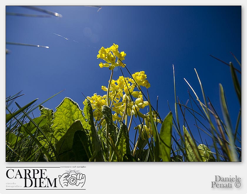 Un altro mazzo di fiori.jpg - Daniene Penati